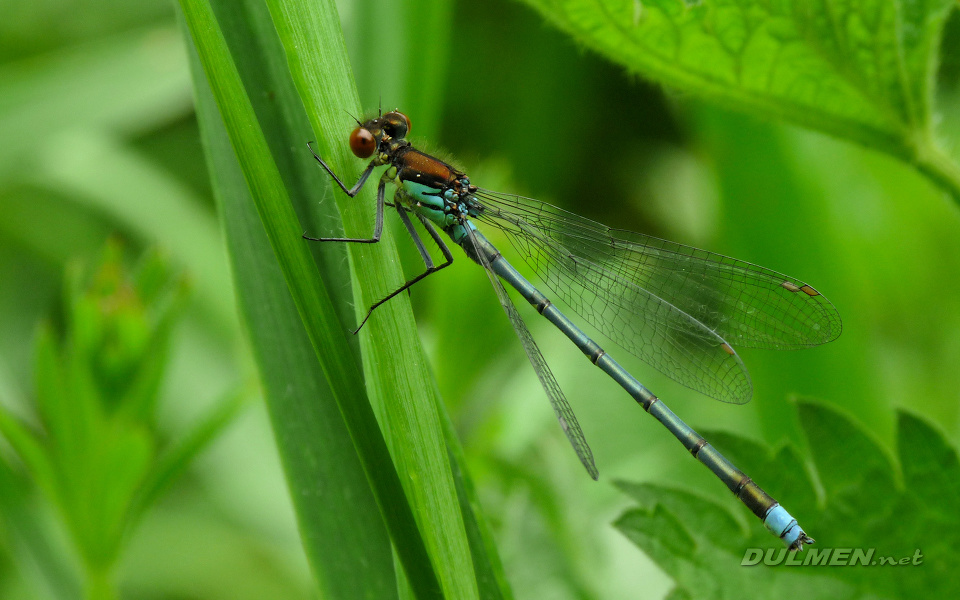 Red-eyed Damselfly (Male, Erythromma najas)